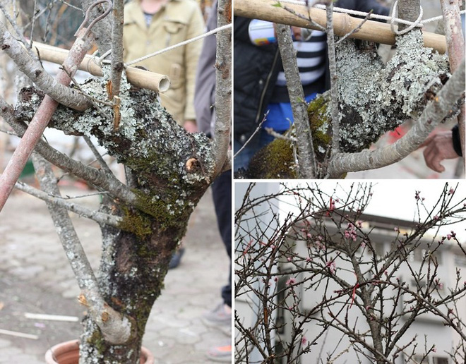 Những cây cảnh Tết giá trên trời dành cho đại gia